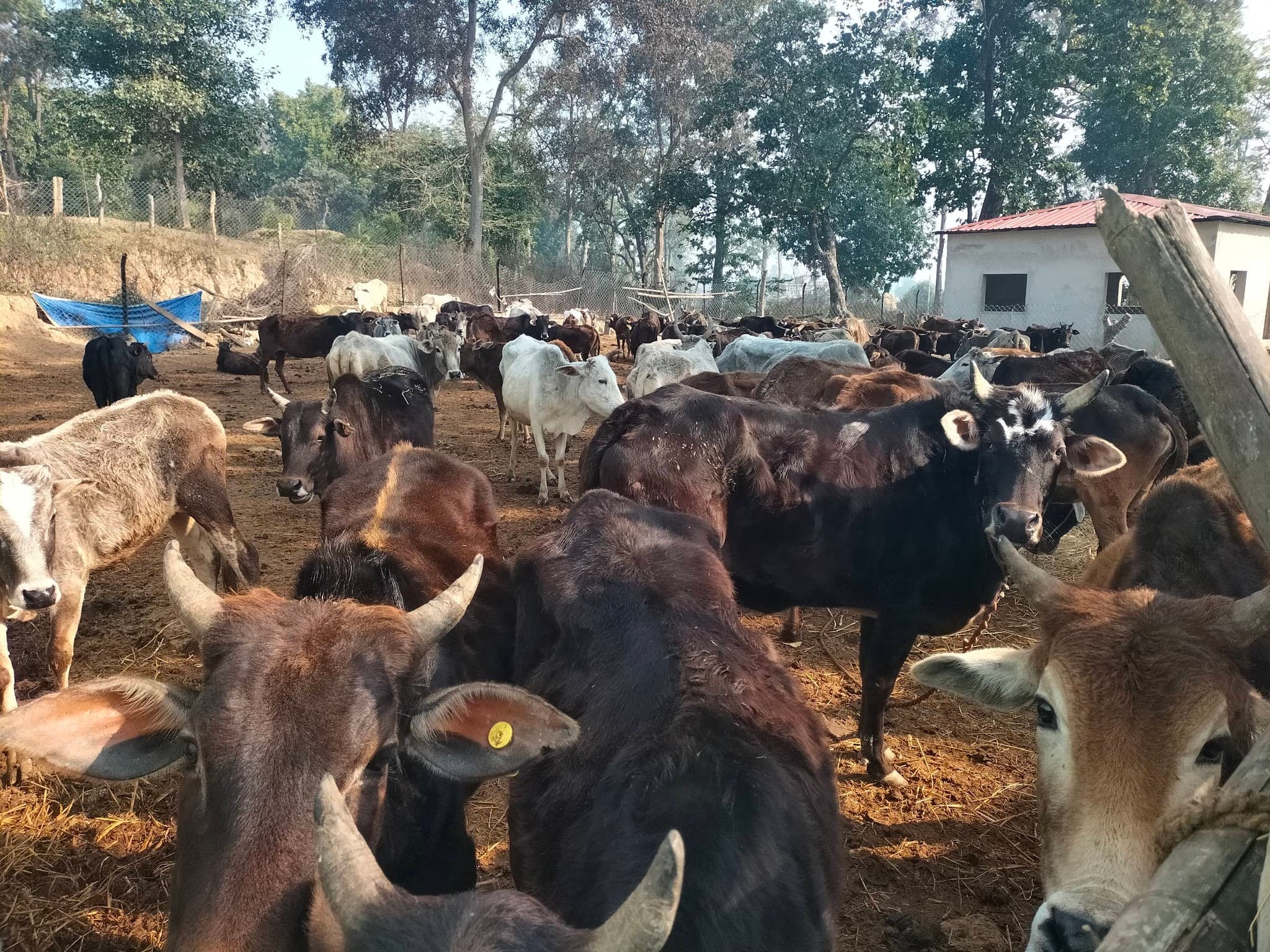 Cow shelter — sanctuary for homeless cattle