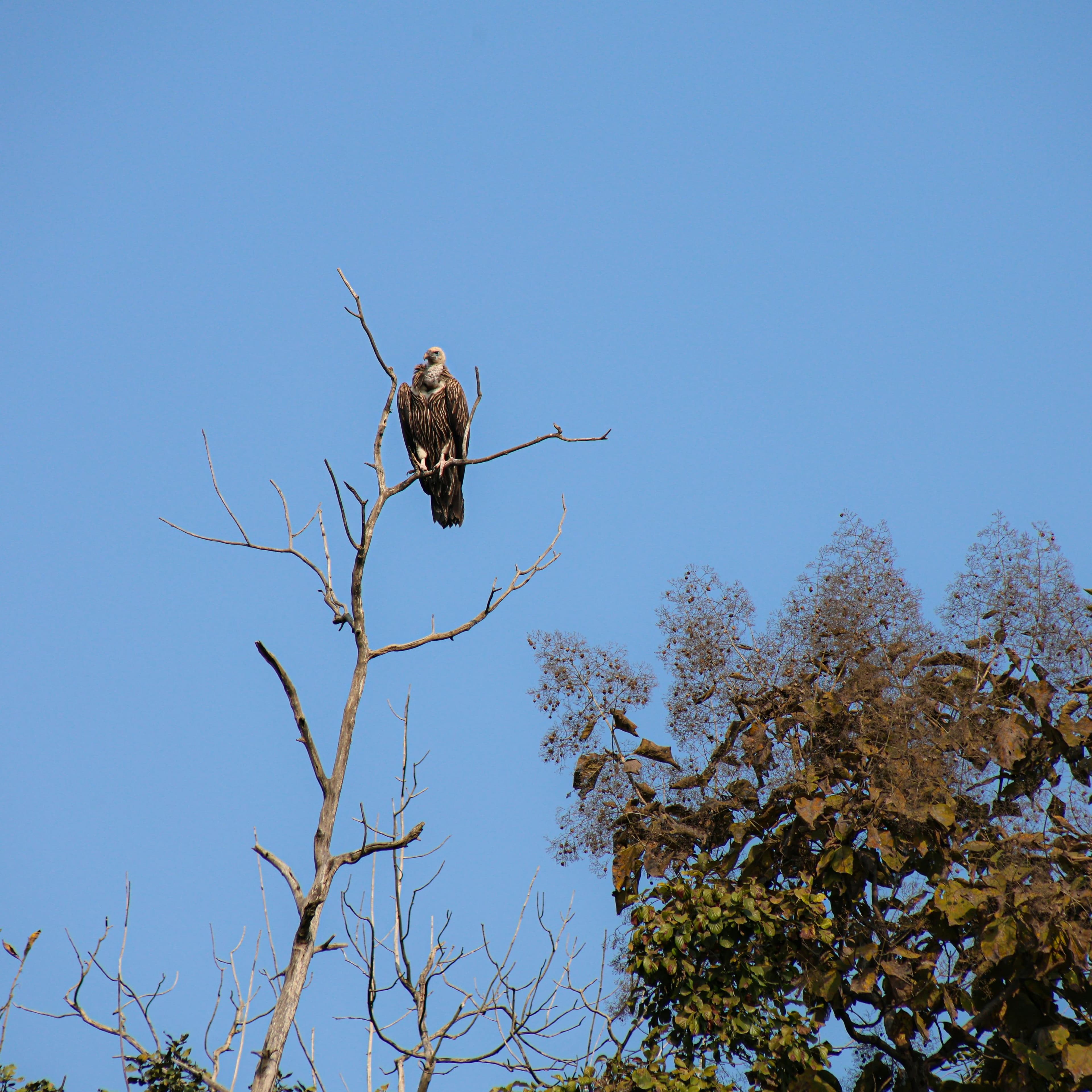 Vultures at the feeding site