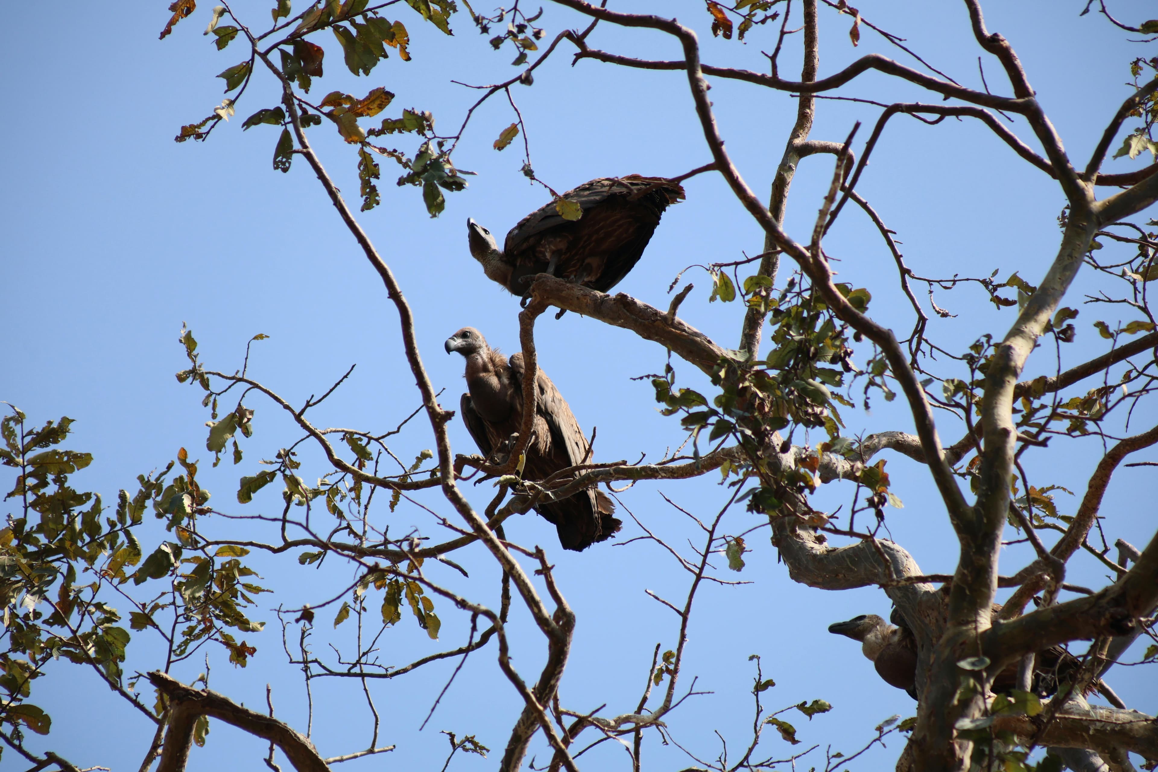 Vultures at Manimukundeshwor conservation site